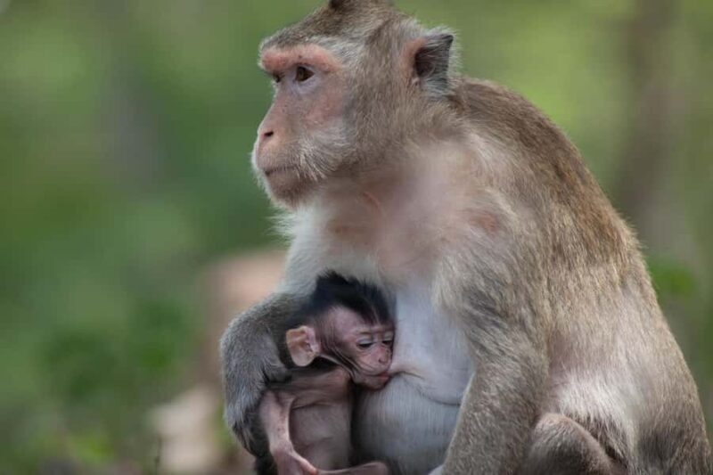 Lunugamwehera & Weheragala: (Yala Block 5 & 6) Safari Tours - The Sum Up