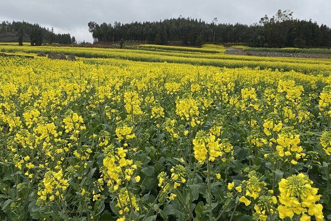 Luoping Jiulong Waterfalls Rapeseed Flowers and Duoyi River - Frequently Asked Questions (FAQ)