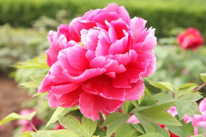 Luoyang Private Tour to Longmen Grottoes and Peony Blossom Sightseeing - Inclusions
