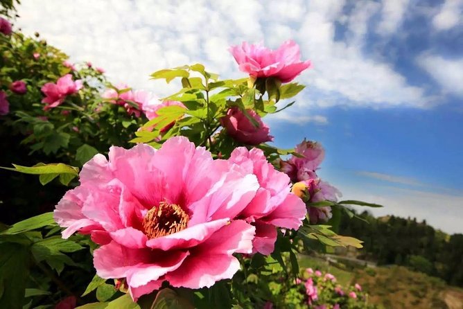 Luoyang Private Tour to Longmen Grottoes and Peony Blossom Sightseeing - Itinerary Highlights