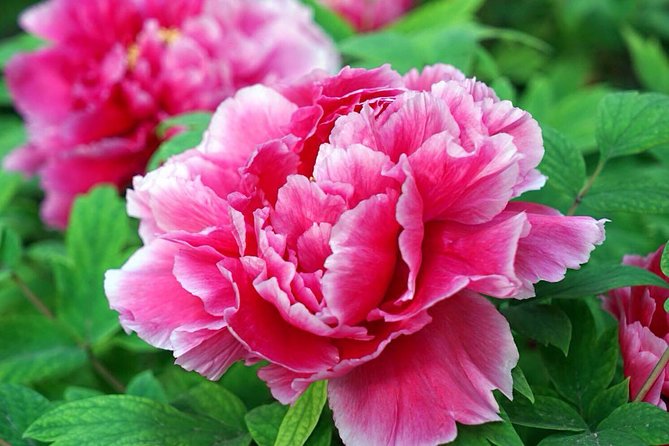 Luoyang Private Tour to Longmen Grottoes and Peony Blossom Sightseeing - Cancellation Policy