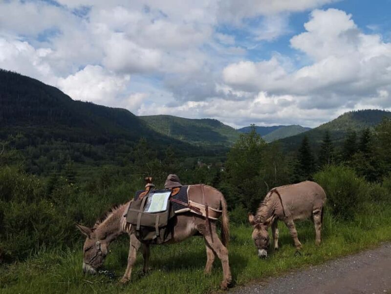Luvigny: An unusual forest escape with a donkey - Good To Know  