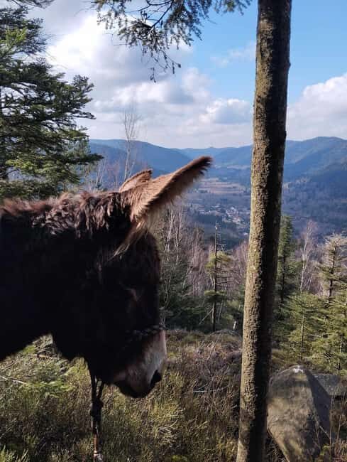 Luvigny: An unusual forest escape with a donkey - An Introduction to the Forest Adventure