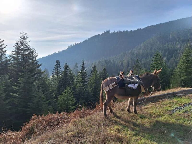 Luvigny: An unusual forest escape with a donkey - Practical Details and How It Feels