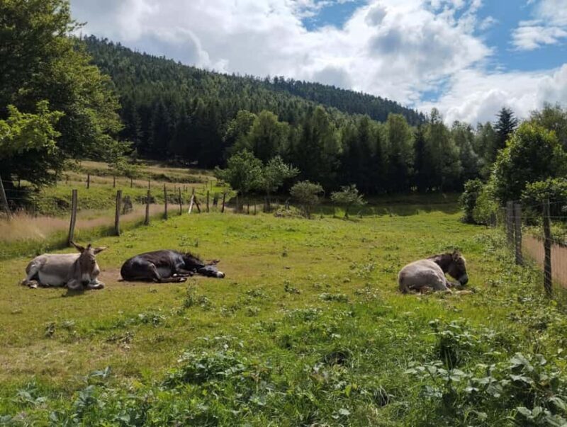 Luvigny: Donkey discovery walk - FAQ