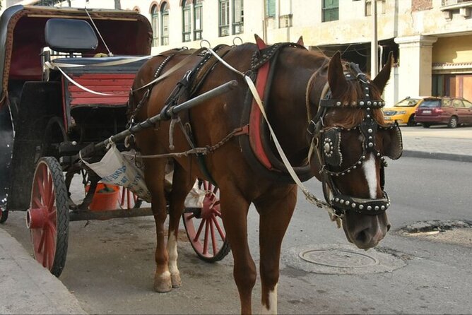 Luxor City Tour by Horse Carriage One-Hour Exploration - Pickup Logistics