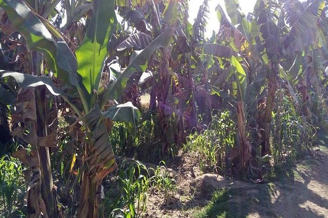 Luxor Half Day Felucca Boat Ride With Banana Island Visit - Overview and Details