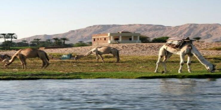 Luxor: Scenic Camel or Horse Ride - Experience Highlights