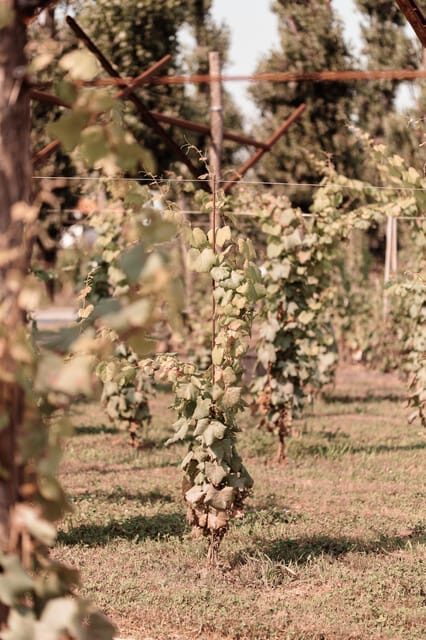 Luxurious Wine Experience: Savor Venetian Best Vineyards - FAQ