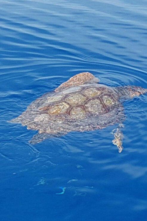 Luxury Alicudi and Filicudi - Good To Know