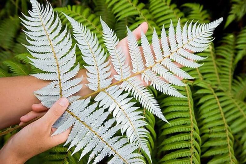 Luxury Auckland Maori Tour - Final Words