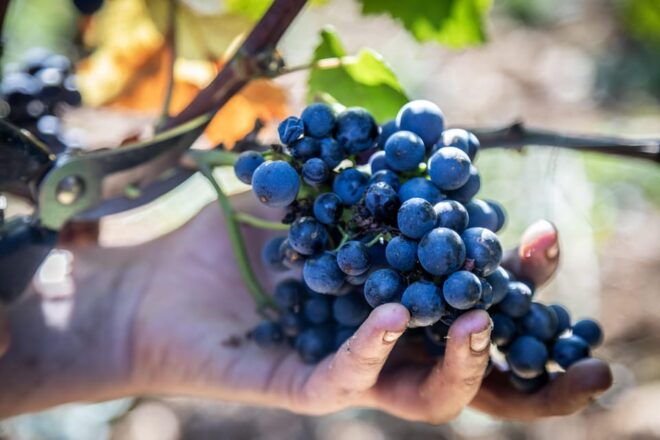 Luxury Burgundy Private Wine Tour - Culinary Delights