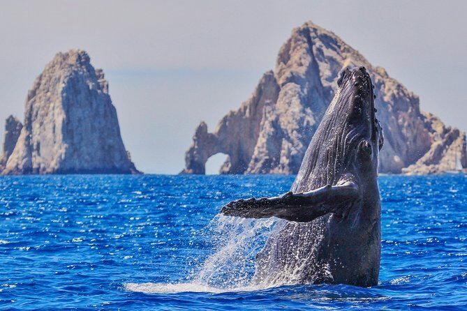 Luxury Catamaran Whale Watching Cabo San Lucas - Good To Know