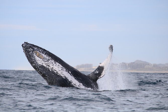 Luxury Catamaran Whale Watching Cabo San Lucas - FAQs