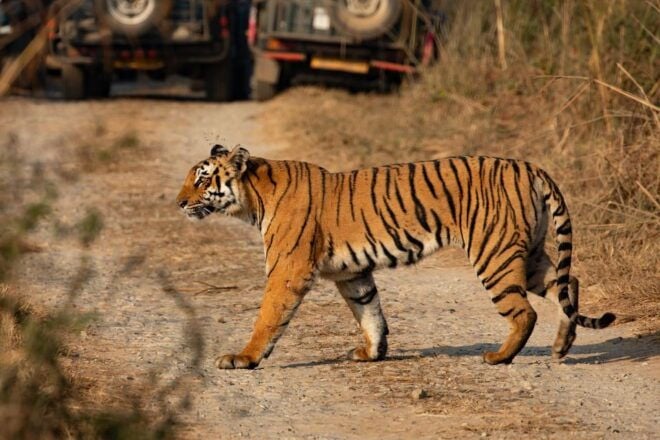Luxury Chitwan Jungle Safari 4 Days Tour - Common Questions