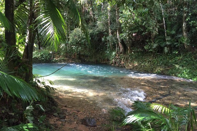 Luxury Daintree - Cape Tribulation Tour From Port Douglas - Tour Highlights