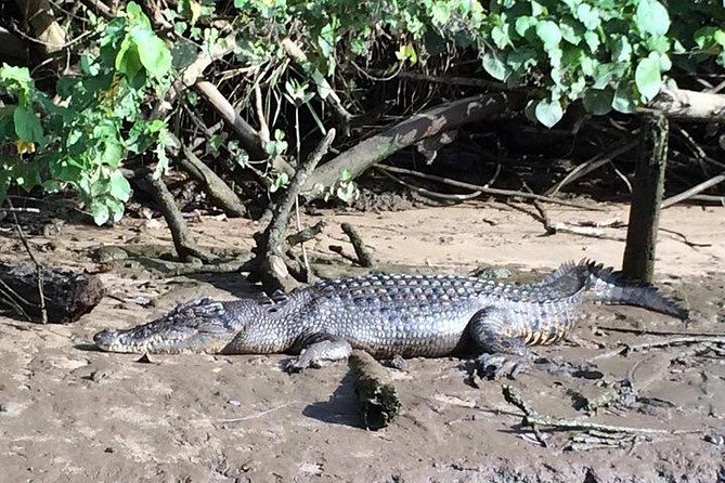 Luxury Daintree - Cape Tribulation Tour From Port Douglas - Itinerary