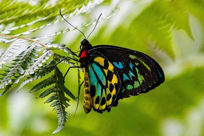 Luxury Daintree - Cape Tribulation Tour From Port Douglas - Weather Policy