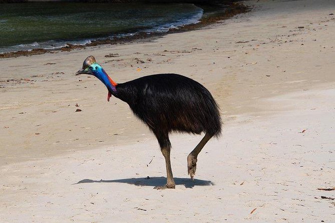 Luxury Daintree - Cape Tribulation Tour From Port Douglas - Traveler Reviews