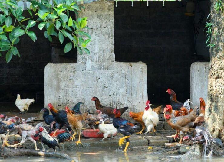 Luxury Day Trip: Bich Dong, Local Farmers House, Trang An - Itinerary Breakdown