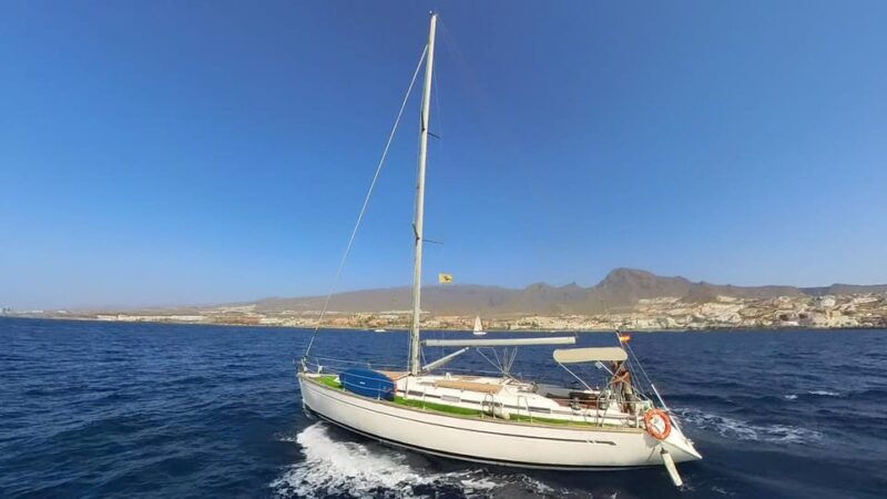 Luxury Dolphin Boat Excursions From Puerto Colon, Tenerife - Experience and Services