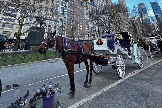 Luxury Horse and Carriage Tours in Central Park - Final Thoughts