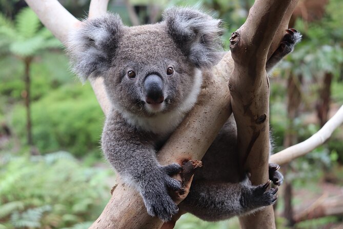 Luxury Hunter Valley Wildlife & Wine Tasting Tour From Sydney - Traveler Photos and Reviews