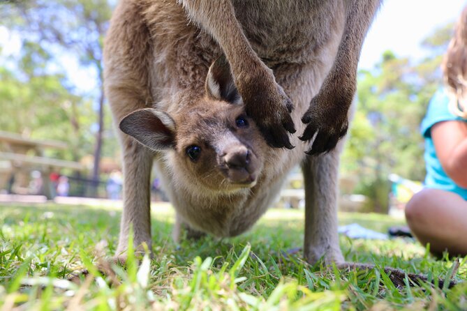 Luxury Hunter Valley Wildlife & Wine Tasting Tour From Sydney - The Sum Up
