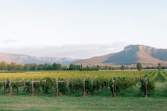 Luxury Hunter Valley Wine Tour with Fine Dining - An In-Depth Look at the Hunter Valley Luxury Wine Tour