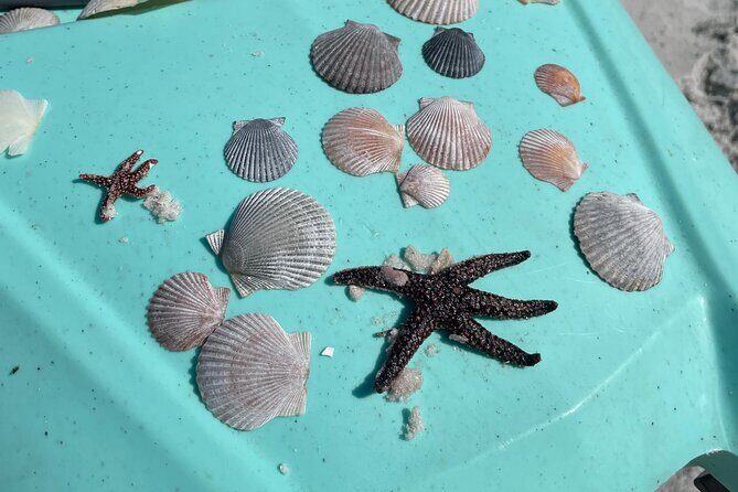 Luxury Kayak Tour To An Island Off Clearwater Beach! - (Tandem) - FAQ