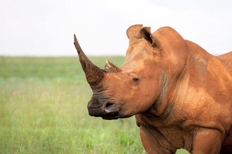 Luxury Kruger National Park: Safari & Panorama Route - Good To Know