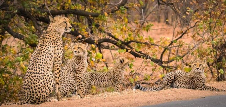Luxury Kruger National Park: Safari & Panorama Route - Itinerary Highlights