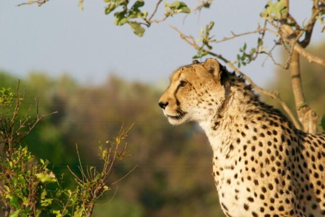 Luxury Kruger National Park: Safari & Panorama Route - Inclusions and Amenities