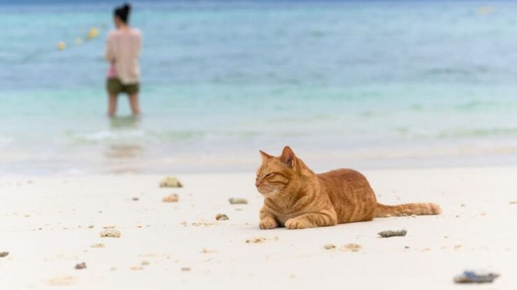 Luxury Lipe Cave Khai Island Long Tail Boat Half-Day - Booking Details