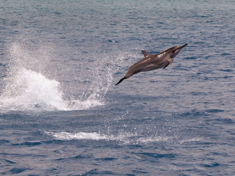 Luxury Morning Snorkel Cruise with Dolphin Watching in Oahu - A few practical details before booking