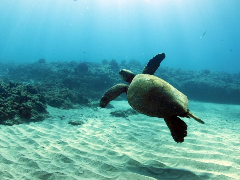 Luxury Morning Snorkel Cruise with Dolphin Watching in Oahu - Should you book it?