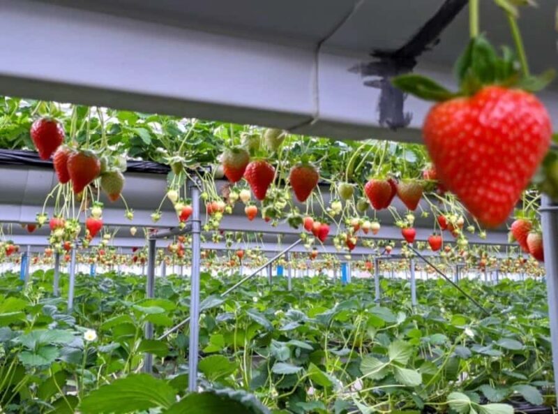 Luxury Mt. Fuji Day Trip by Shinkansen + Private Car - The Sum Up