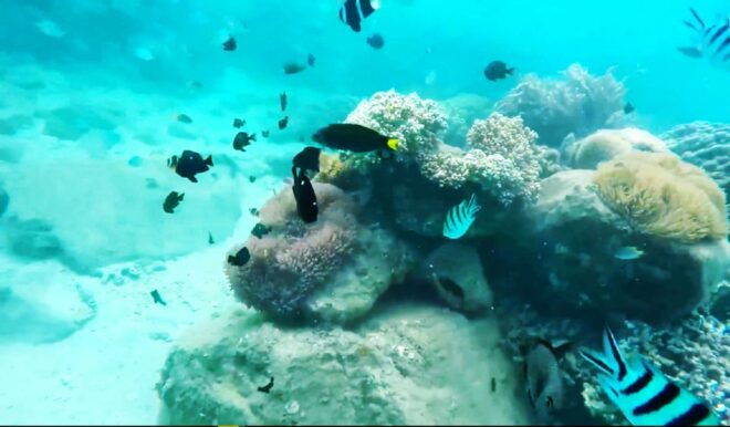Luxury Nha Trang Island Discovery Trip - Pickup and Accommodations