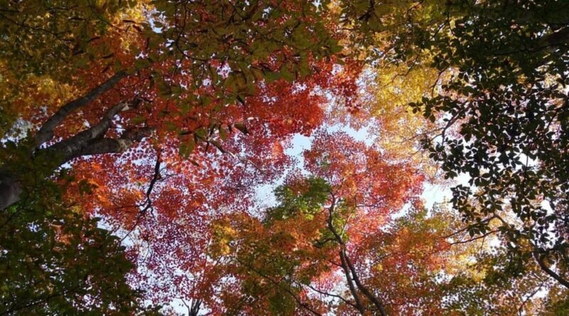 Luxury Nikko Gateway;Private Guided tour - The Sum Up