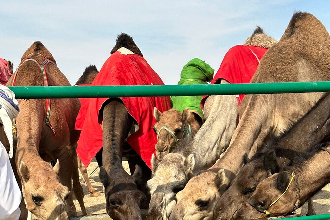 Luxury Overnight Desert Safari in Salalah - Reviews and Ratings