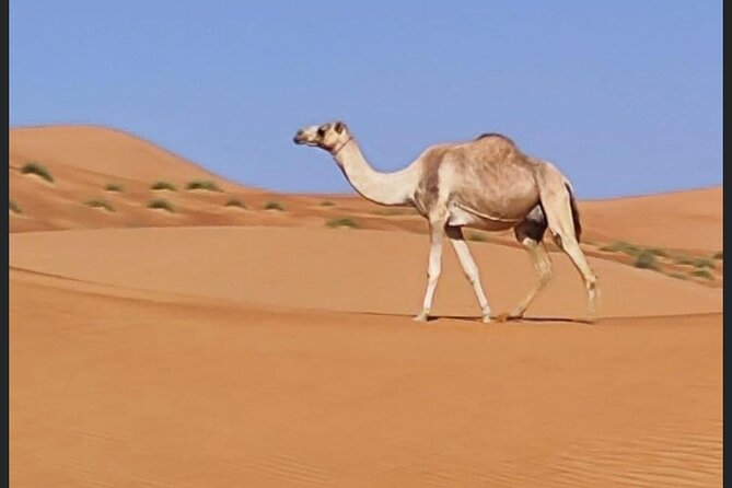 Luxury Overnight Desert Safari in Salalah - Frequently Asked Questions