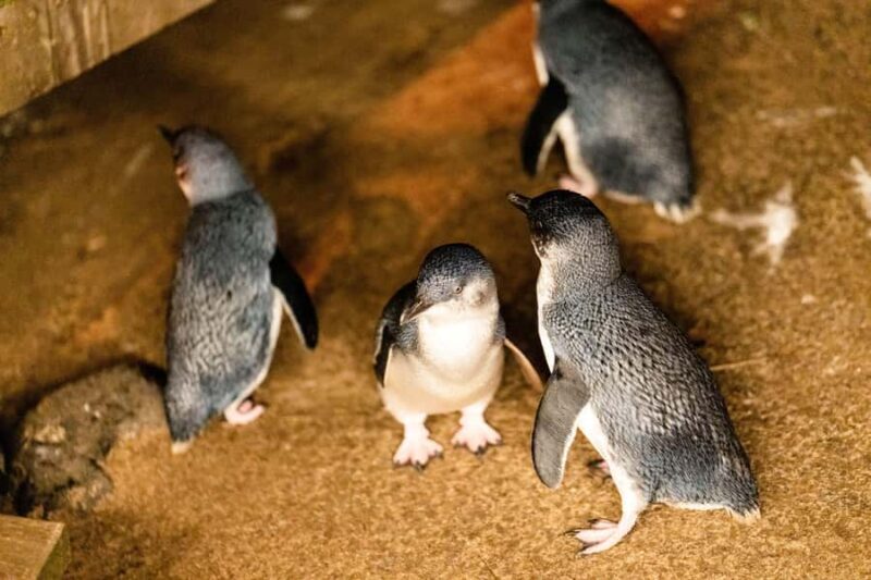 Luxury Phillip Island Tour for Families & Explorers 10 Max - Why This Tour Stands Out