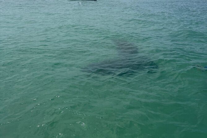 Luxury Private Boat Adventure in Tampa Bay - Introduction: Why Choose the Private Tampa Bay Boat Adventure?