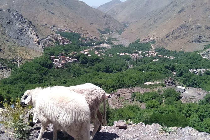 Luxury Private Day Trip - Atlas Mountains, Agafay Desert & Camels - Customer Recommendations