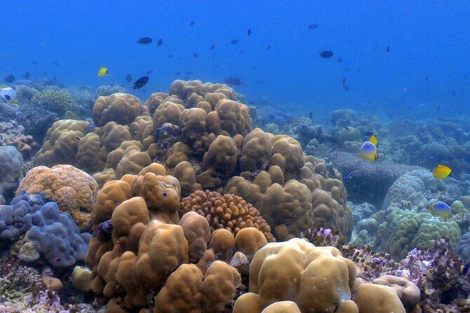 Luxury Private Speed Boat Charter with Coral Delight - Good To Know