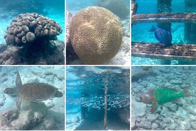 Luxury Sail & Snorkeling - Practical Details: What You Need to Know