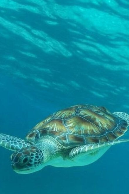 Luxury Sailing and Snorkeling Puerto Aventuras - Itinerary Details