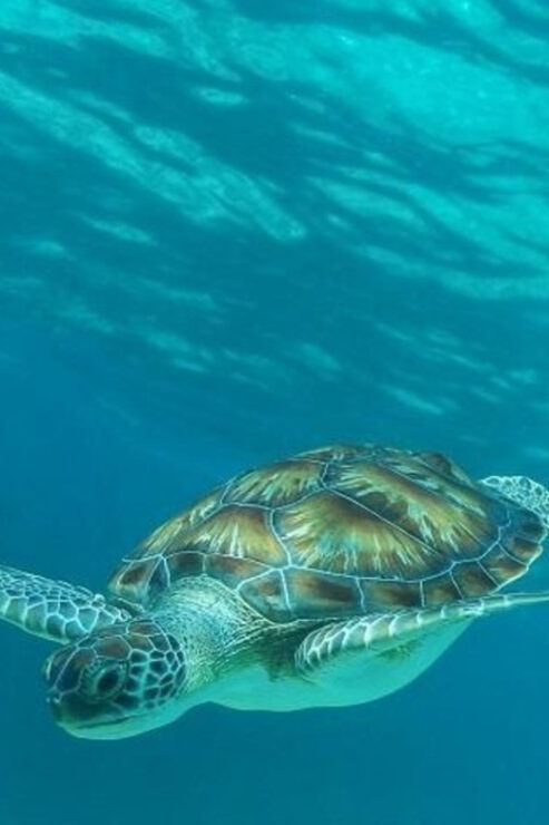 Luxury Sailing and Snorkeling Puerto Aventuras - Experience Highlights