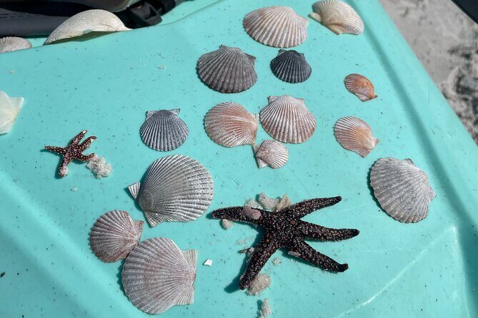 Luxury Single Kayak Tour To An Island Off Clearwater Beach! - Final Thoughts