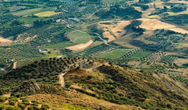 Luxury Tour From Chania: Knosos Palace & Museum With Winery - Helpful